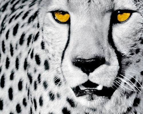 White Cheetah by Rocco Sette | 15 3/4 x 19 3/4 Fine Art Print