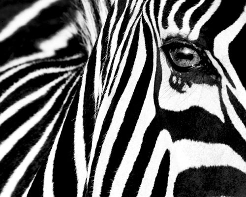 Black & White II by Rocco Sette | 15 3/4 x 19 3/4 Fine Art Print