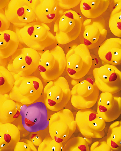 Quack Quack I by Dave Brullmann | 19 3/4 x 15 3/4 Fine Art Print