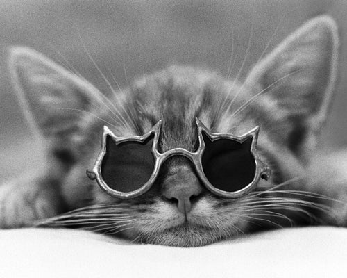 Cool Cat I by Photography Collection | 15 3/4 x 19 3/4 Fine Art Print