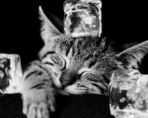 Cool Cat II by Photography Collection | 15 3/4 x 19 3/4 Fine Art Print