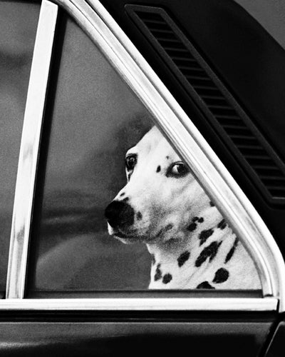 Noblesse Oblige by Eduoard Golbin | 19 3/4 x 15 3/4 Fine Art Print