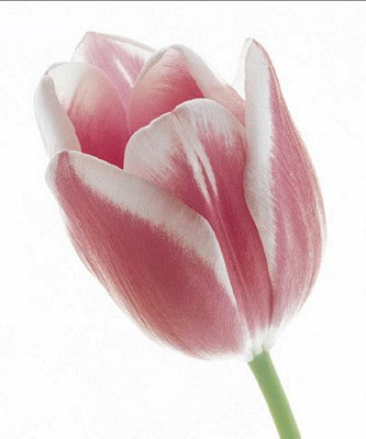 Tulip in Bloom by Prisma | 15 3/4 x 11 3/4 Fine Art Print