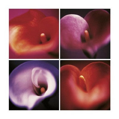 Four Calla Lilies by Anna Halm-Schudel | 23 1/2 x 23 1/2 Fine Art Print
