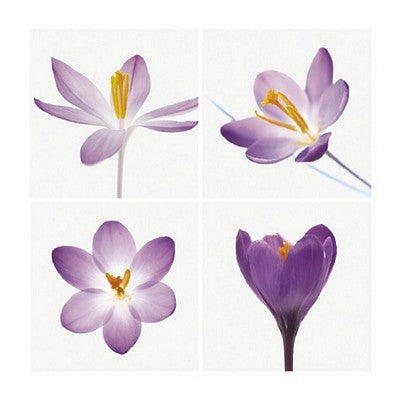 Four Crocuses by Tim Smith | 23 1/2 x 23 1/2 Fine Art Print