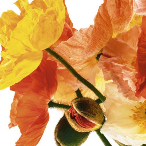 Poppies I by Richard Weinstein | 19 3/4 x 19 3/4 Fine Art Print