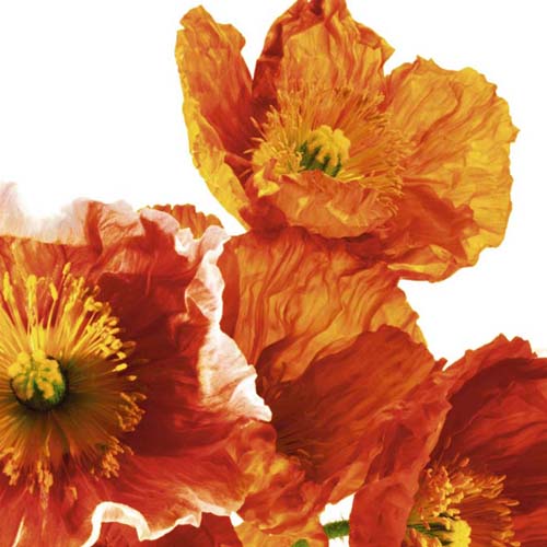 Poppies II by Richard Weinstein | 19 3/4 x 19 3/4 Fine Art Print
