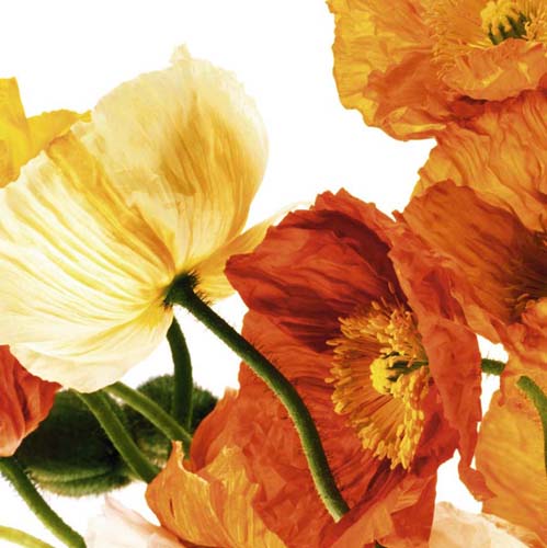 Poppies III by Richard Weinstein | 19 3/4 x 19 3/4 Fine Art Print