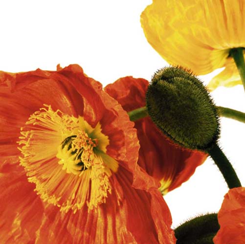 Poppies IV by Richard Weinstein | 19 3/4 x 19 3/4 Fine Art Print