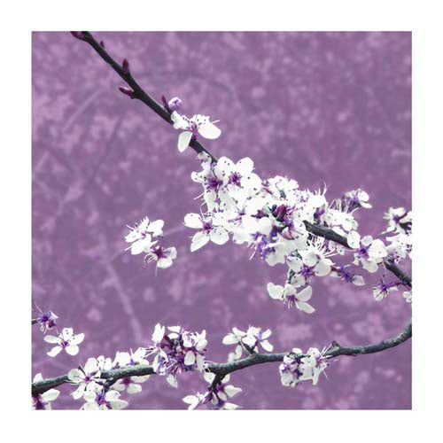 Blossom in Lilac by Gail McKenzie | 19 3/4 x 19 3/4 Fine Art Print