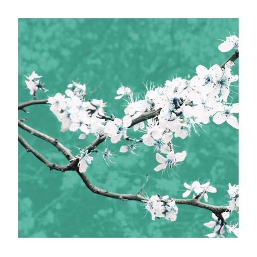 Blossom in Green by Gail McKenzie | 19 3/4 x 19 3/4 Fine Art Print