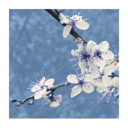 Blossom in Blue by Gail McKenzie | 19 3/4 x 19 3/4 Fine Art Print