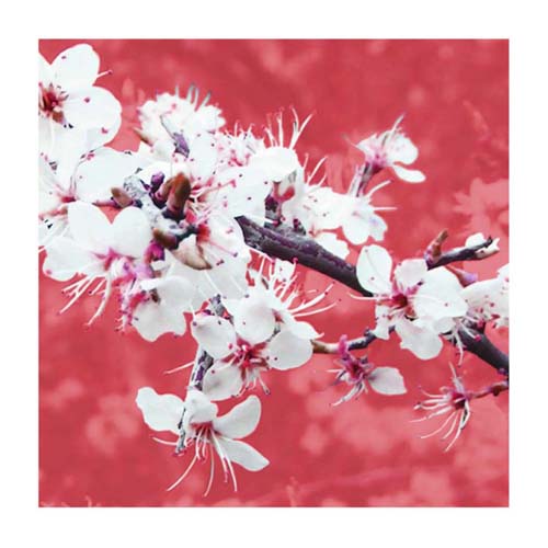 Blossom in Pink by Gail McKenzie | 19 3/4 x 19 3/4 Fine Art Print
