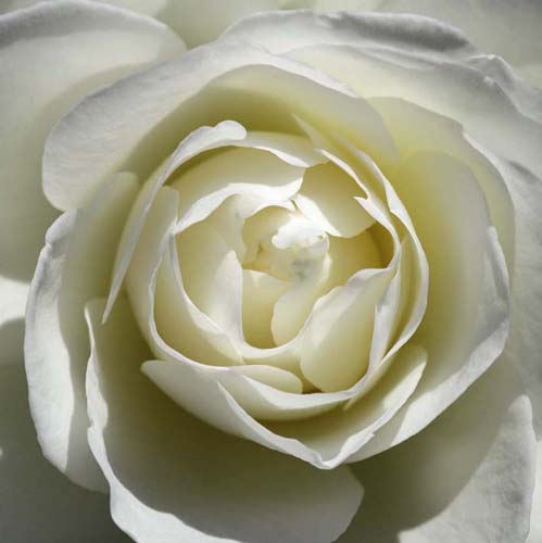 White Rose by Laurent Pinsard | 19 3/4 x 19 3/4 Fine Art Print