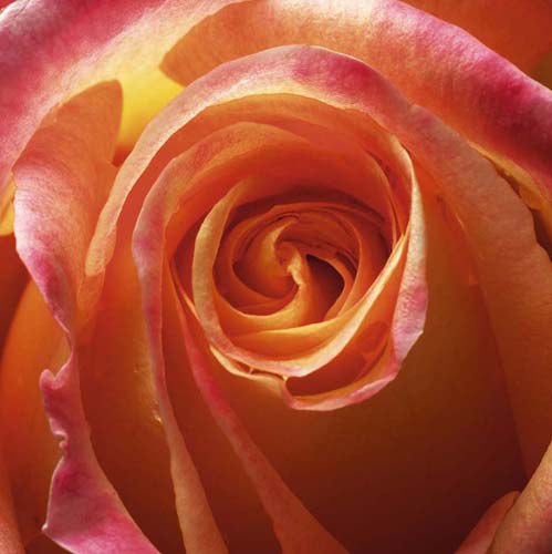 Orange Rose by Laurent Pinsard | 19 3/4 x 19 3/4 Fine Art Print
