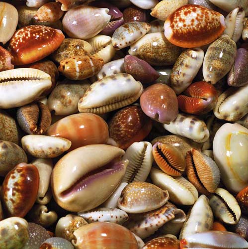 Coquillages by Laurent Pinsard | 19 3/4 x 19 3/4 Fine Art Print