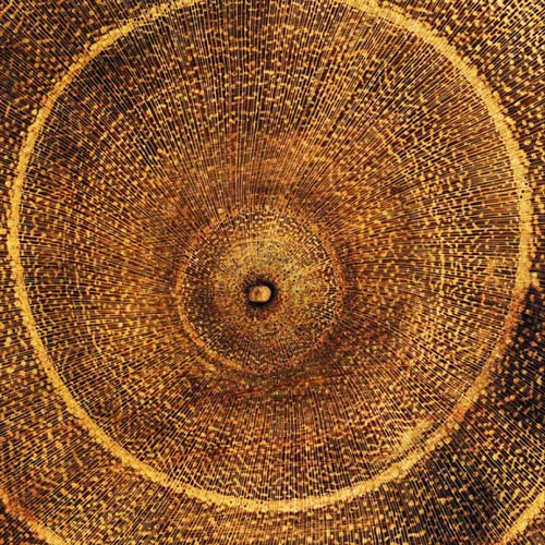 Arboreal Rings I by Laurent Pinsard | 19 3/4 x 19 3/4 Fine Art Print