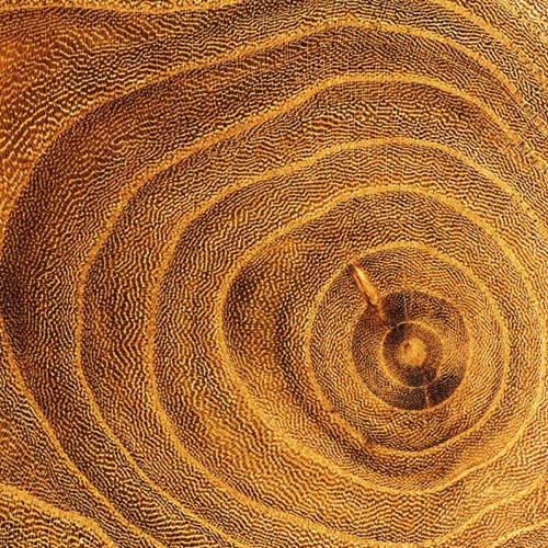 Arboreal Rings II by Laurent Pinsard | 19 3/4 x 19 3/4 Fine Art Print