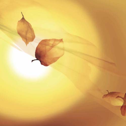 Transparence III by Robin | 19 3/4 x 19 3/4 Fine Art Print