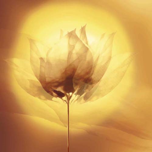 Transparence VI by Robin | 19 3/4 x 19 3/4 Fine Art Print