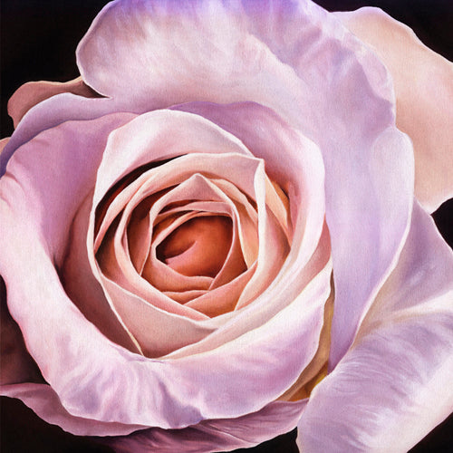 White Rose at Dusk by Scott Walker | 19 3/4 x 19 3/4 Fine Art Print