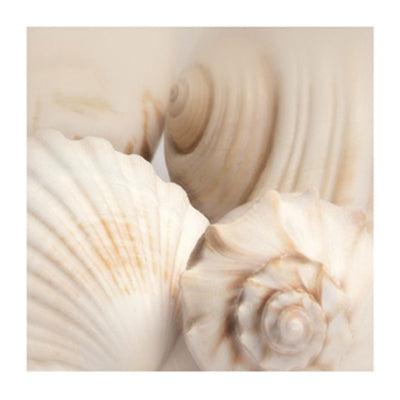 Shells II by Jan Lens | 19 3/4 x 19 3/4 Fine Art Print