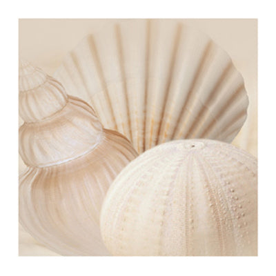 Shells III by Jan Lens | 19 3/4 x 19 3/4 Fine Art Print