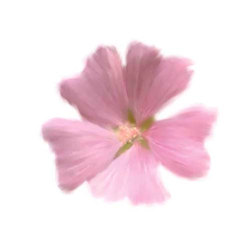 Petales Roses I by Tasmin Phoenix | 11 3/4 x 11 3/4 Fine Art Print