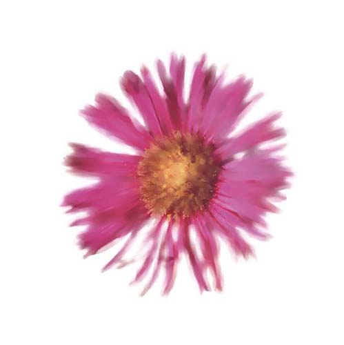 Petales Roses III by Tasmin Phoenix | 11 3/4 x 11 3/4 Fine Art Print