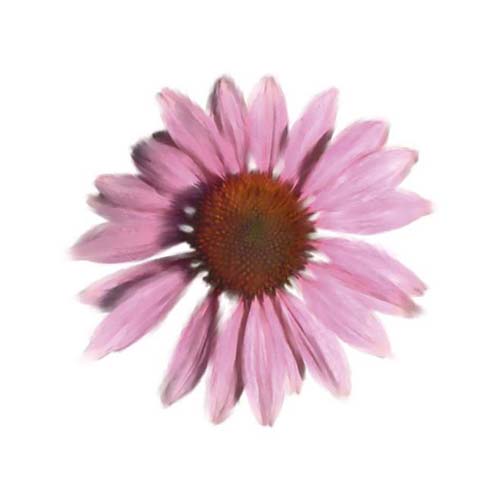 Petales Roses IV by Tasmin Phoenix | 11 3/4 x 11 3/4 Fine Art Print