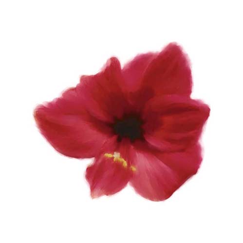 Petales Rouges I by Tasmin Phoenix | 11 3/4 x 11 3/4 Fine Art Print