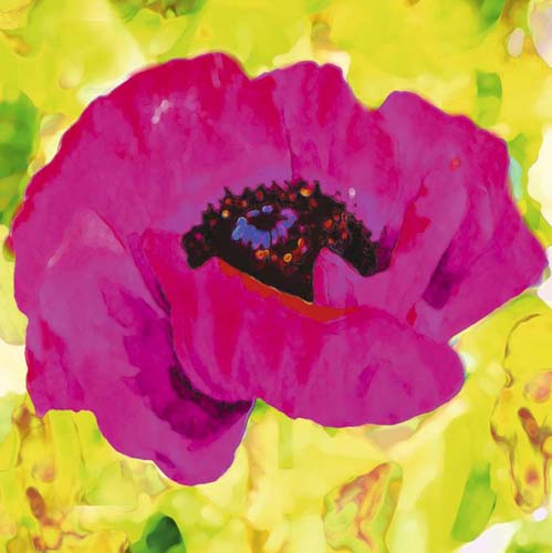 Pink Poppy by Yvonne Dulac | 11 3/4 x 11 3/4 Fine Art Print
