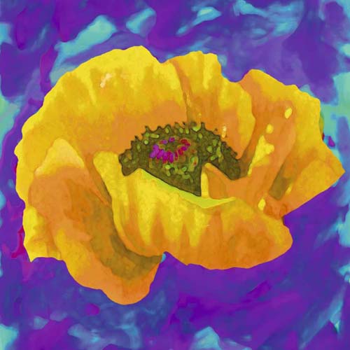 Yellow Poppy by Yvonne Dulac | 11 3/4 x 11 3/4 Fine Art Print