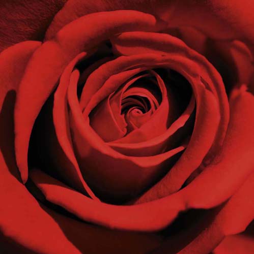 Red Rose by Laurent Pinsard | 11 3/4 x 11 3/4 Fine Art Print