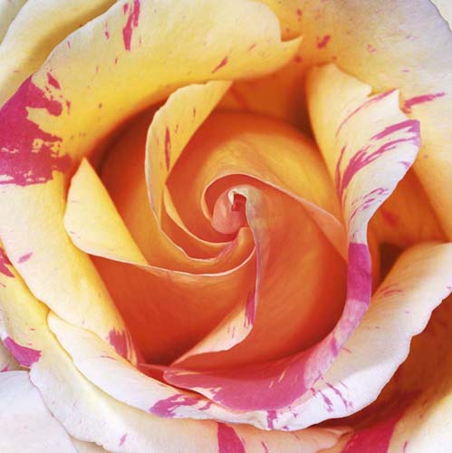 White and Purple Rose by Laurent Pinsard | 11 3/4 x 11 3/4 Fine Art Print