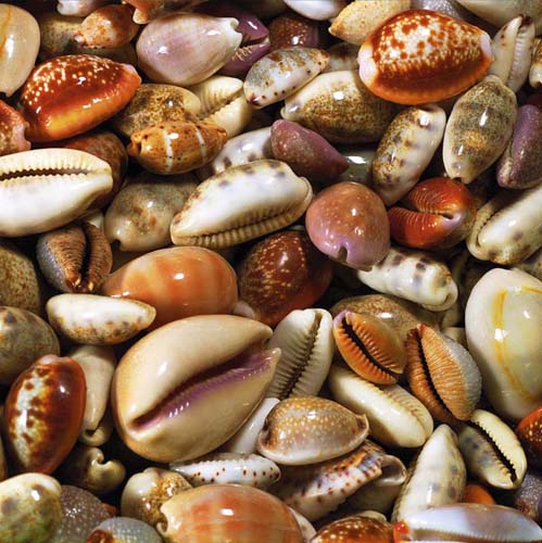 Coquillages by Laurent Pinsard | 11 3/4 x 11 3/4 Fine Art Print