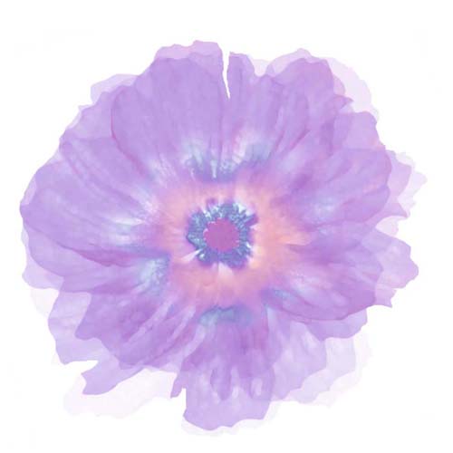 Fleur Violette by Robin | 11 3/4 x 11 3/4 Fine Art Print