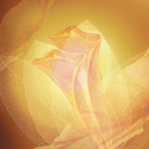 Transparence IV by Robin | 11 3/4 x 11 3/4 Fine Art Print