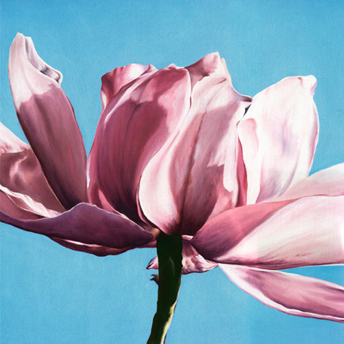 Magnolia in a Cloudless Sky by Scott Walker | 11 3/4 x 11 3/4 Art P