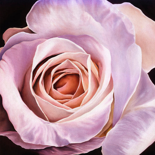 White Rose at Dusk by Scott Walker | 11 3/4 x 11 3/4 Fine Art Print
