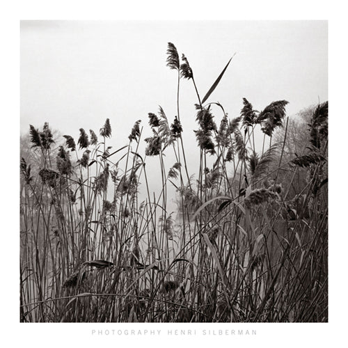 Prospect Lake Grasses by Henri Silberman | 11 3/4 x 11 3/4 Fine Art Print