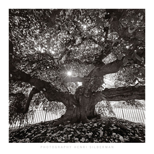 Under Camperdown Elm, Prospect Park by Henri Silberman