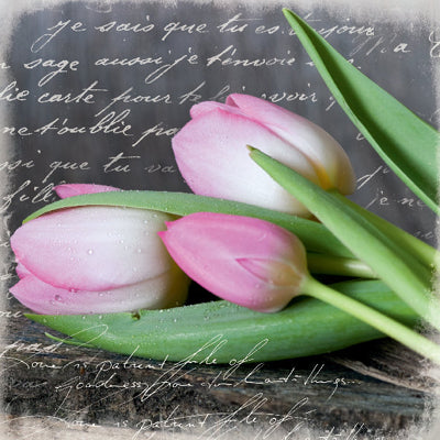 Framed Art Poetry Tulips by Andrea Haase | 11 3/4 x 11 3/4