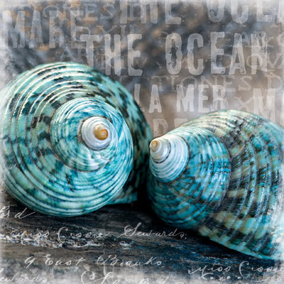 Framed Art Blue Ocean Shells by Andrea Haase | 11 3/4 x 11 3/4