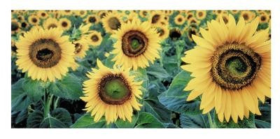 Sunflowers by Tim Gartside | 19 3/4 x 39 1/2 Fine Art Print