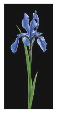 Iris by Andrea Fontana | 39 1/2 x 19 3/4 Fine Art Print