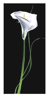 Calla Lily by Andrea Fontana | 39 1/2 x 19 3/4 Fine Art Print