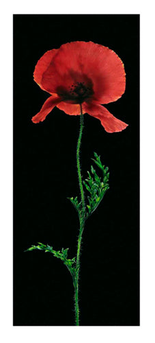 Poppy by Andrea Fontana | 39 1/2 x 19 3/4 Fine Art Print