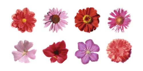 Petales Rouges et Roses by Tasmin Phoenix | 19 3/4 x 39 1/2 Fine Art Print