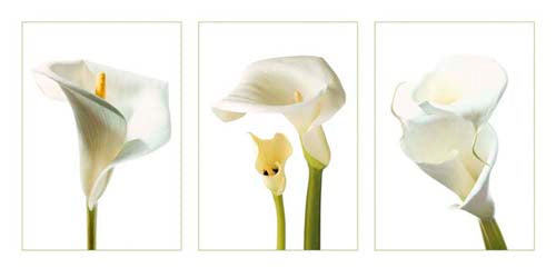 Calla Lilies by Photography Collection | 19 3/4 x 39 1/2 Fine Art Print
